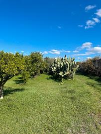 Terreno con agrumeto ed ulivi