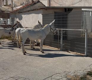 Asini Bianche e Pezzati