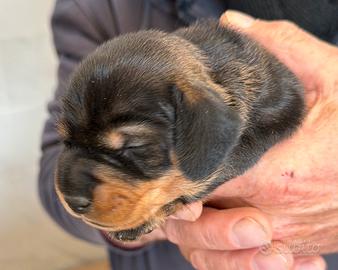 Bassotti nani a pelo duro