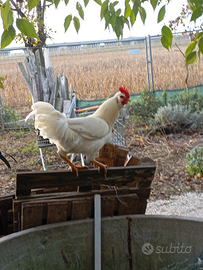 Gallo bianco bio