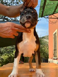 American pitbull terrier