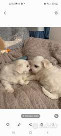 Cucciolo di maltese