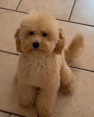 Simil barbone nano medio