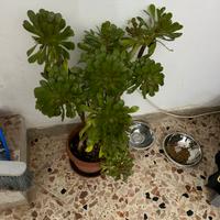 Pianta
