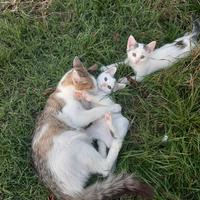 Due micetti maschi e mamma