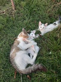 Due micetti maschi e mamma