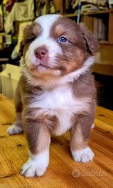 Cucciolo pastore australiano