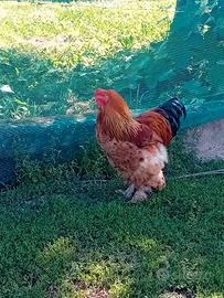 Galline