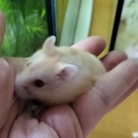 Criceti Golden cuccioli 2 mesi