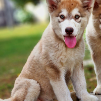 Alaskan malamute