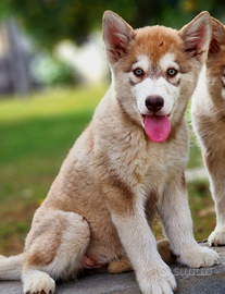 Alaskan malamute