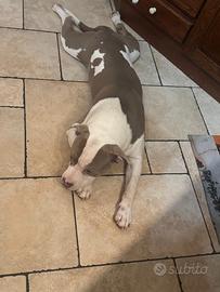 Pitbull