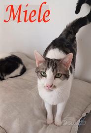 Adorabile gatto in adozione, MIELE