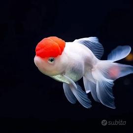 GOLDFISH