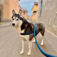 Husky femmina per monta