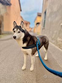 Husky femmina per monta