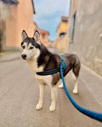Husky femmina per monta