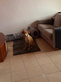 Cucciola di circa 6 mesi