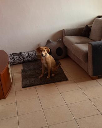 Cucciola di circa 6 mesi