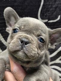 Bulldog francese