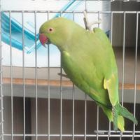 Parrocchetto dal collare