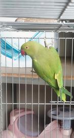 Parrocchetto dal collare