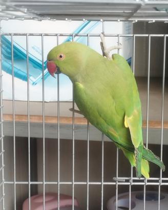 Parrocchetto dal collare