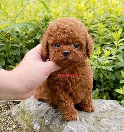 Tina Barboncino mini toy