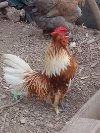 Gallo taglia piccola