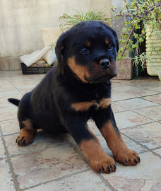 Cucciola di Rottweiler pura