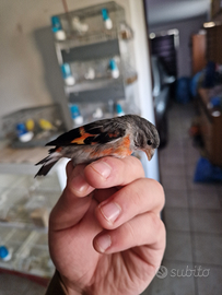 Cardinalini del venezuela