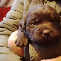 Cuccioli di Labrador Retriever cioccolato