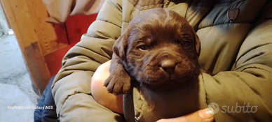 Cuccioli di Labrador Retriever cioccolato