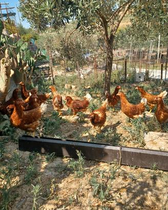 galline