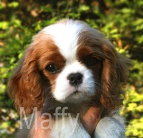 Cuccioli Cavalier king Charles Spaniel