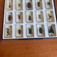 Collezione di insetti in resina