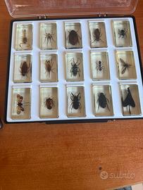 Collezione di insetti in resina