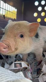 ?? Maialini Thailandesi - nuova casa ?