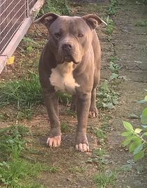 American Bully femmina