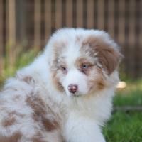 Cucciolo pastore australiano red merle