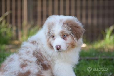 Cucciolo pastore australiano red merle