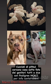 Cuccioli di pitbull meravigliosi disponibili