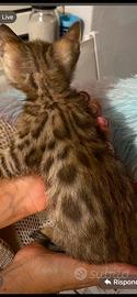 Gattina bengala spotted