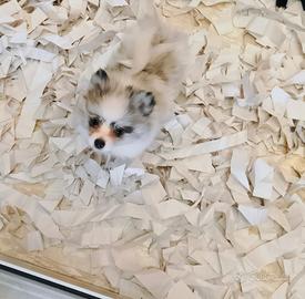 Spitz Femminuccia Merle