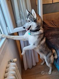 Husky da monta