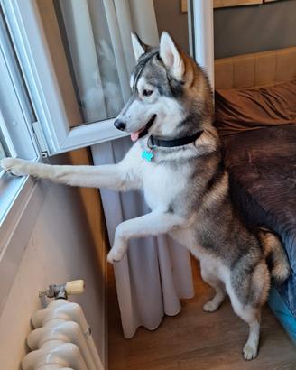 Husky da monta