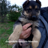 Cucciolo di pastore tedesco con pedigree ENCI