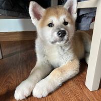 Akita inu