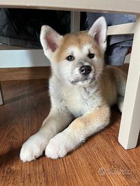 Akita inu