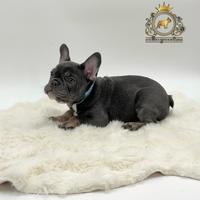 Sublime Maschietto bulldog francese total blu